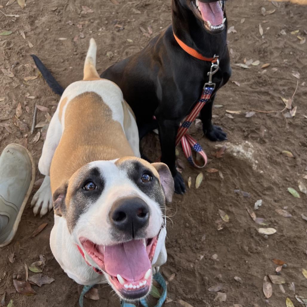 Enlarge Hawkeye, a Adoptable Mixed Breed in Pensacola, FL image 2/3