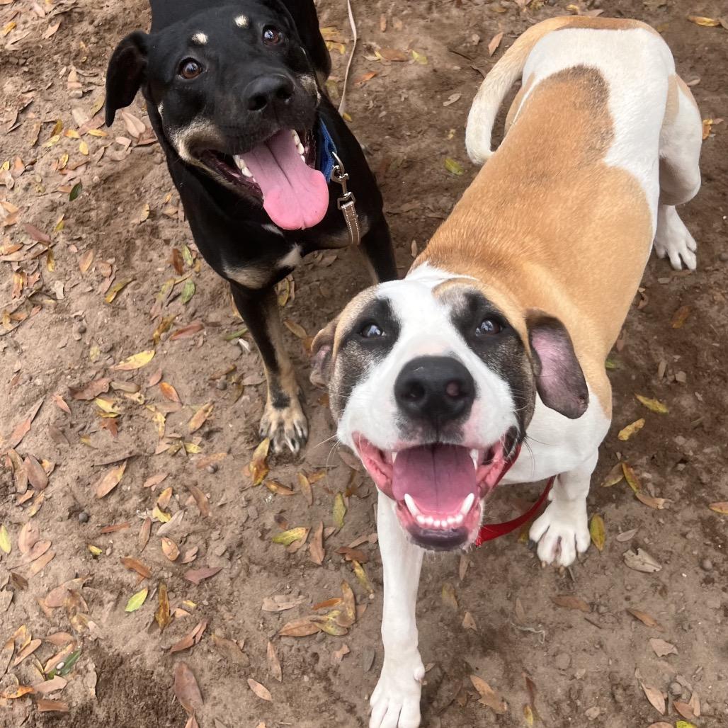 Enlarge Hawkeye, a Adoptable Mixed Breed in Pensacola, FL image 3/3