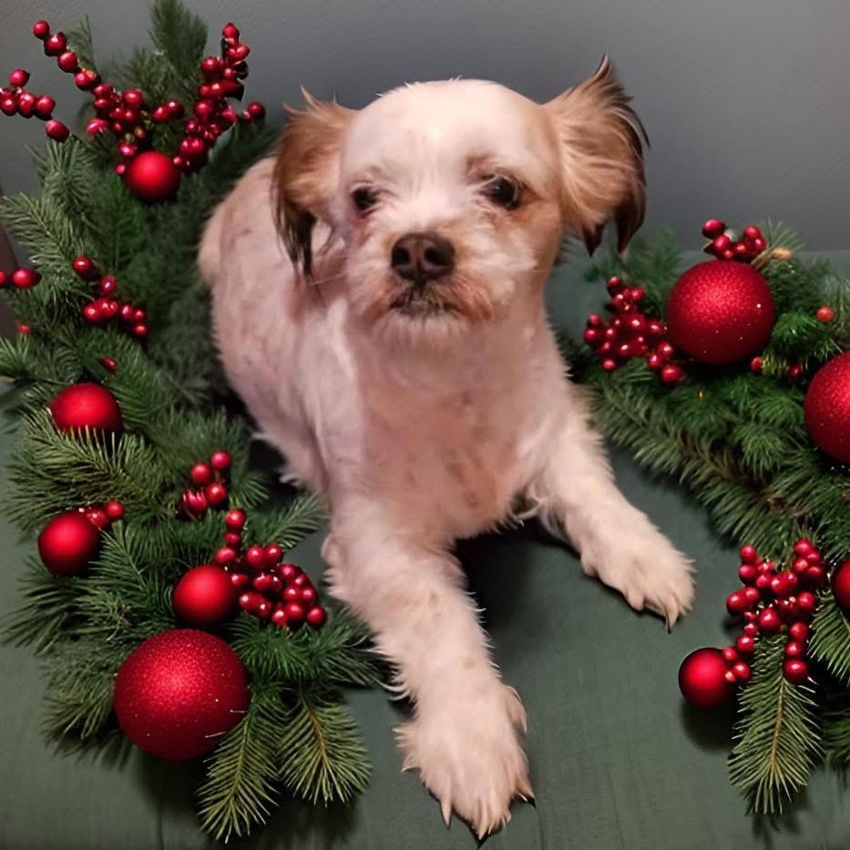Bella, Adoptable, Adult Female Shih Tzu.
