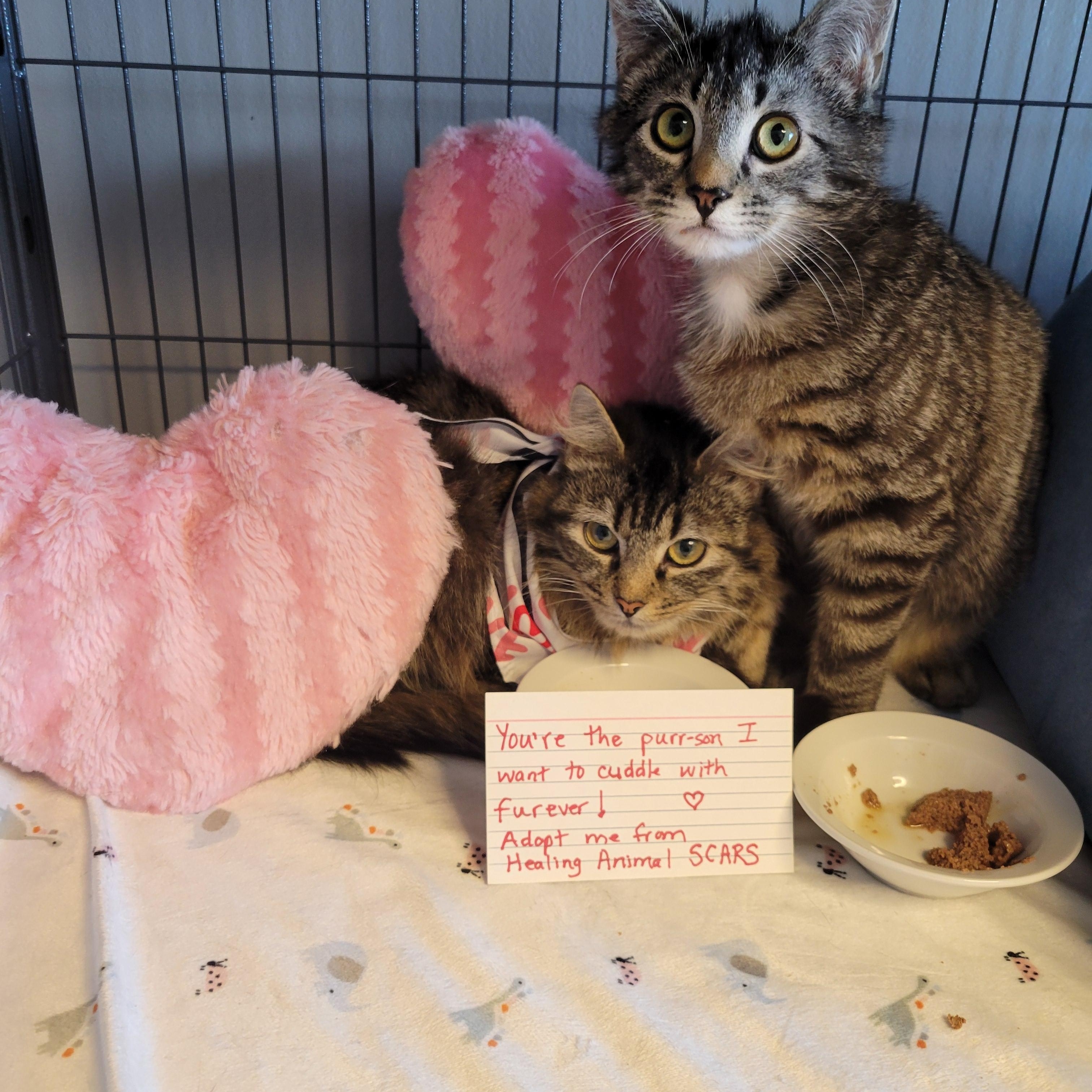 Enlarge Waifer and Gamin, a Adoptable Domestic Long Hair in Dartmouth, NS image 3/6