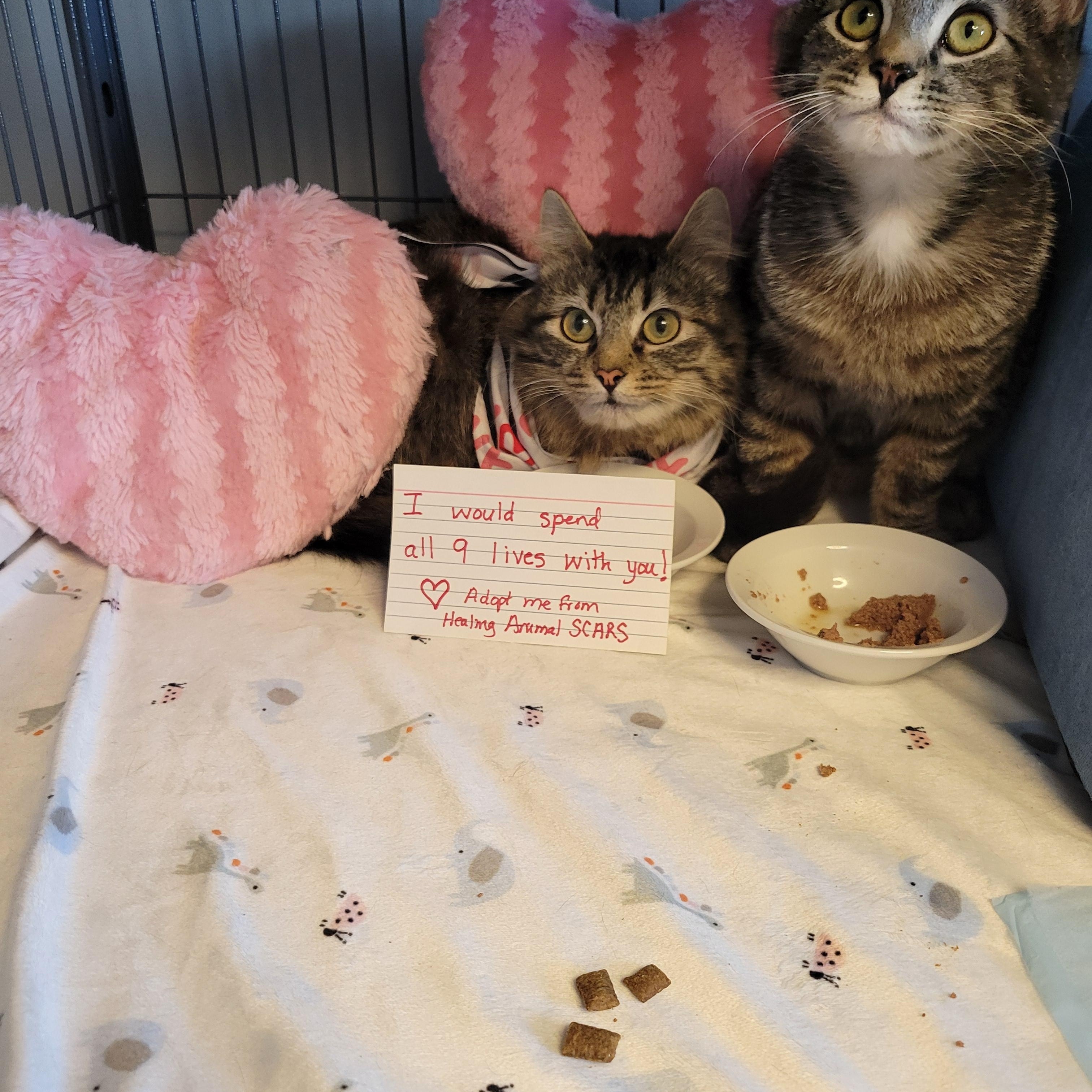 Enlarge Waifer and Gamin, a Adoptable Domestic Long Hair in Dartmouth, NS image 5/6