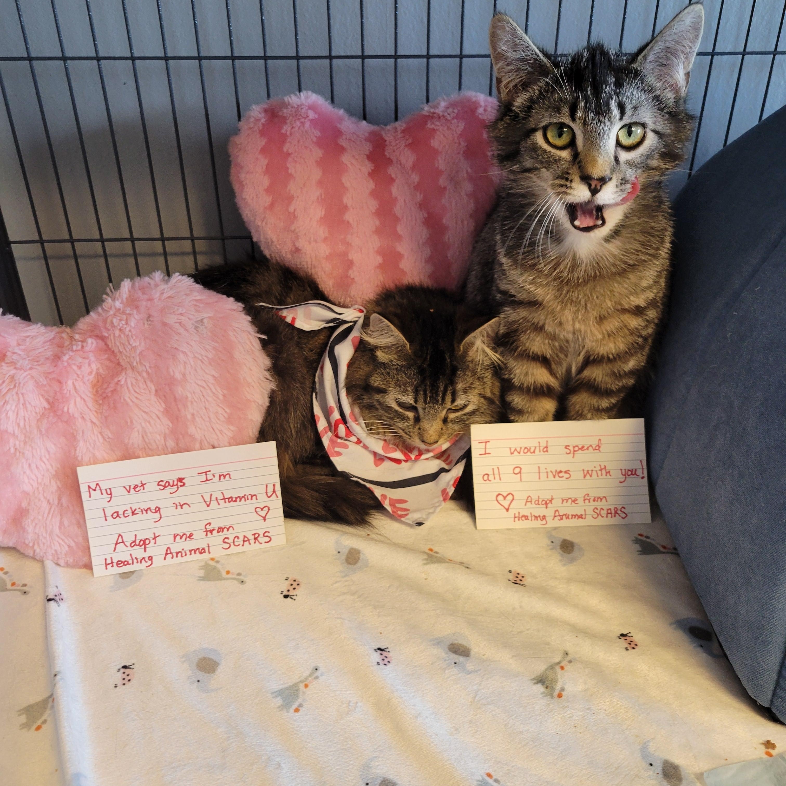 Enlarge Waifer and Gamin, a Adoptable Domestic Long Hair in Dartmouth, NS image 4/6