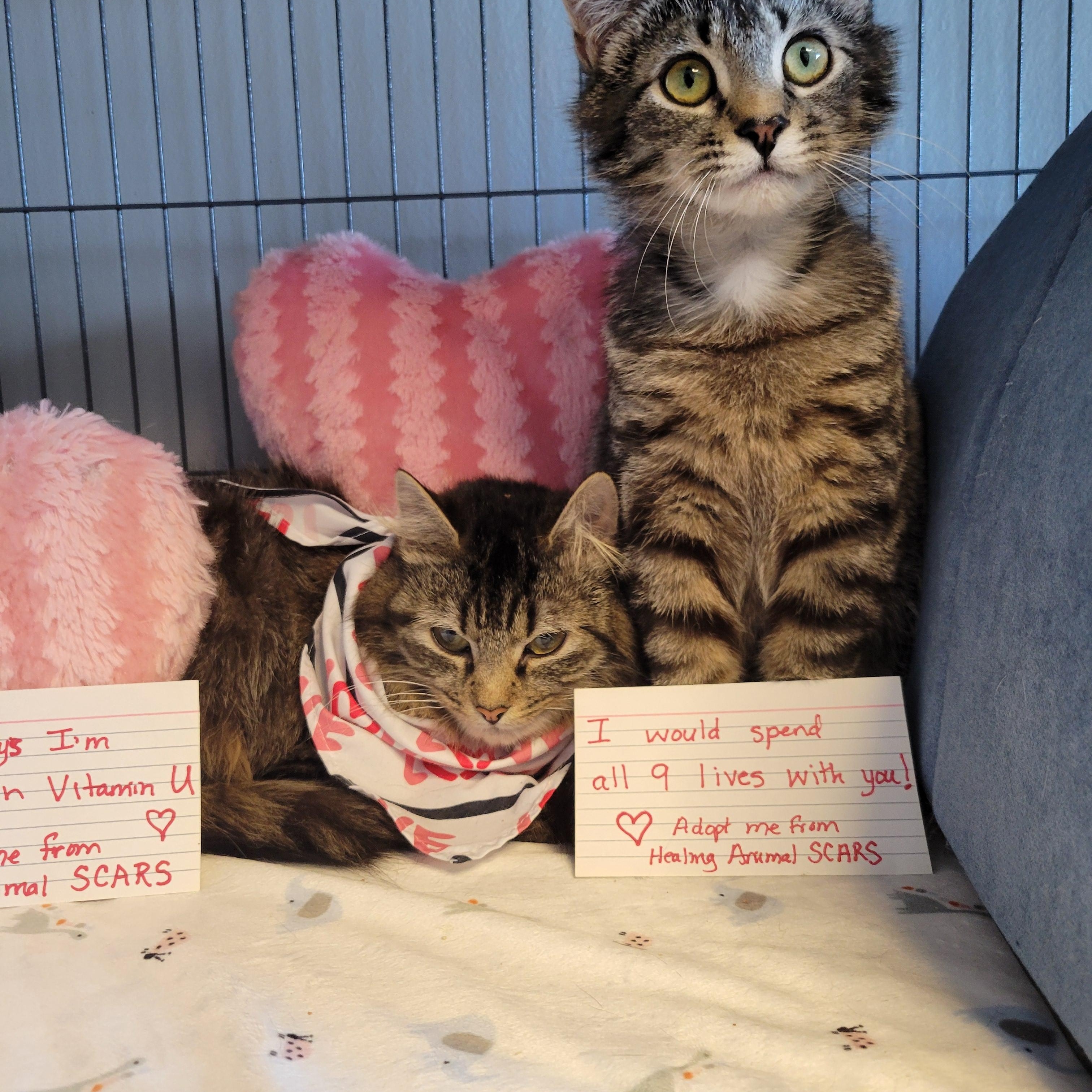 Enlarge Waifer and Gamin, a Adoptable Domestic Long Hair in Dartmouth, NS image 6/6