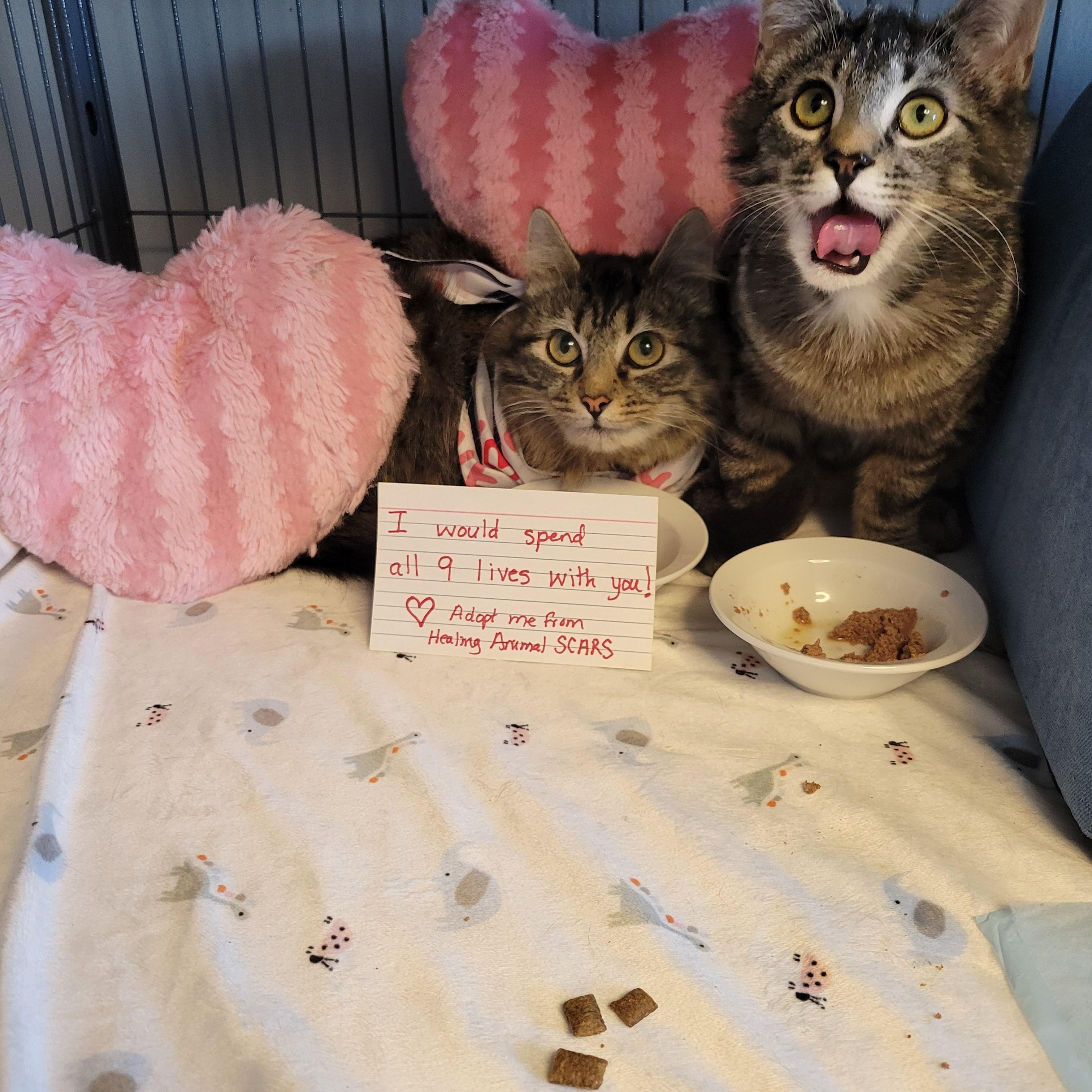 Enlarge Waifer and Gamin, a Adoptable Domestic Long Hair in Dartmouth, NS image 1/6