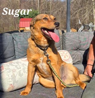 Enlarge Sugar, a ADOPTABLE mixed breed in Canterbury, CT image 5/5