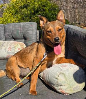 Sugar, ADOPTABLE, Young Female Australian Cattle Dog / Blue Heeler & American Staffordshire Terrier.