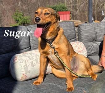 Enlarge Sugar, a ADOPTABLE mixed breed in Canterbury, CT image 4/5