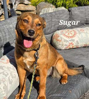 Enlarge Sugar, a ADOPTABLE mixed breed in Canterbury, CT image 3/5