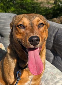 Enlarge Sugar, a ADOPTABLE mixed breed in Canterbury, CT image 2/5