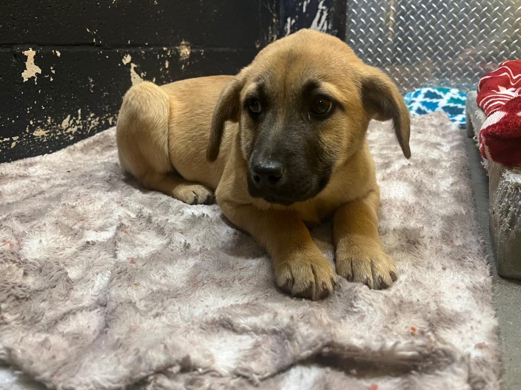 Bambi, a Adoptable mixed breed in Murray, KY image 1/3