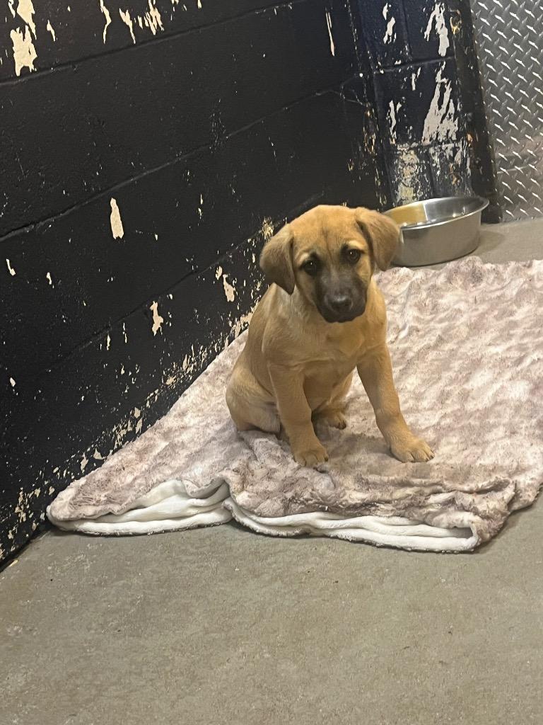 Bambi, a Adoptable mixed breed in Murray, KY image 2/3