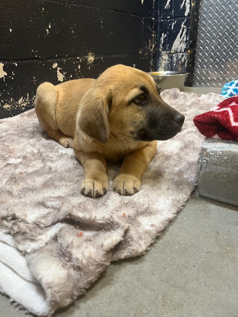 Bambi, a Adoptable mixed breed in Murray, KY image 3/3