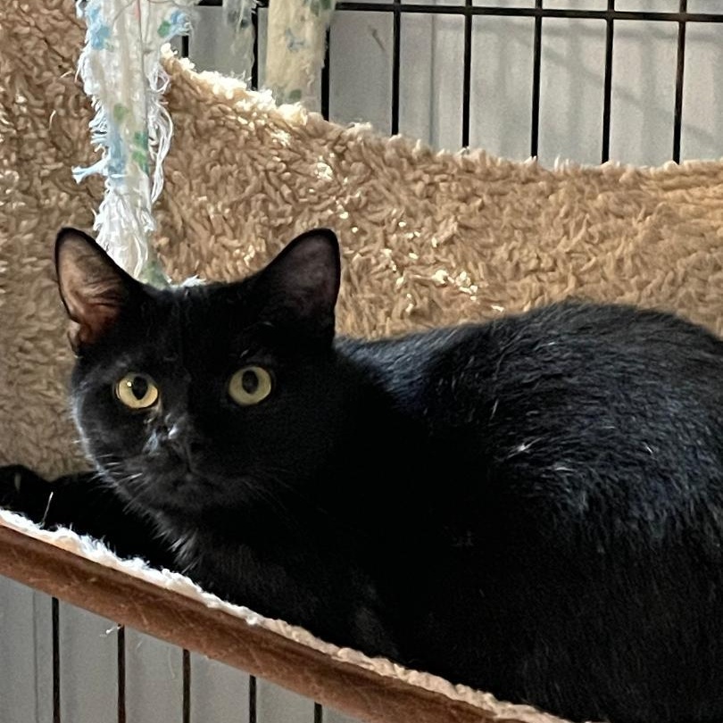 Enlarge Mocha, an adopted Domestic Short Hair in Spencer, IN image 1/1