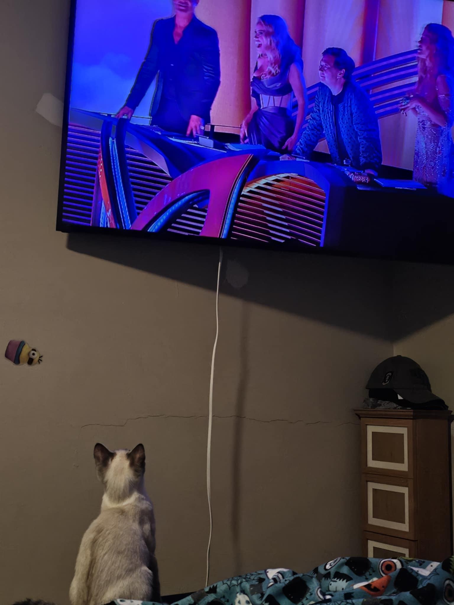 Enlarge Crystal, a Adopted Siamese in Brigham City, UT image 1/2