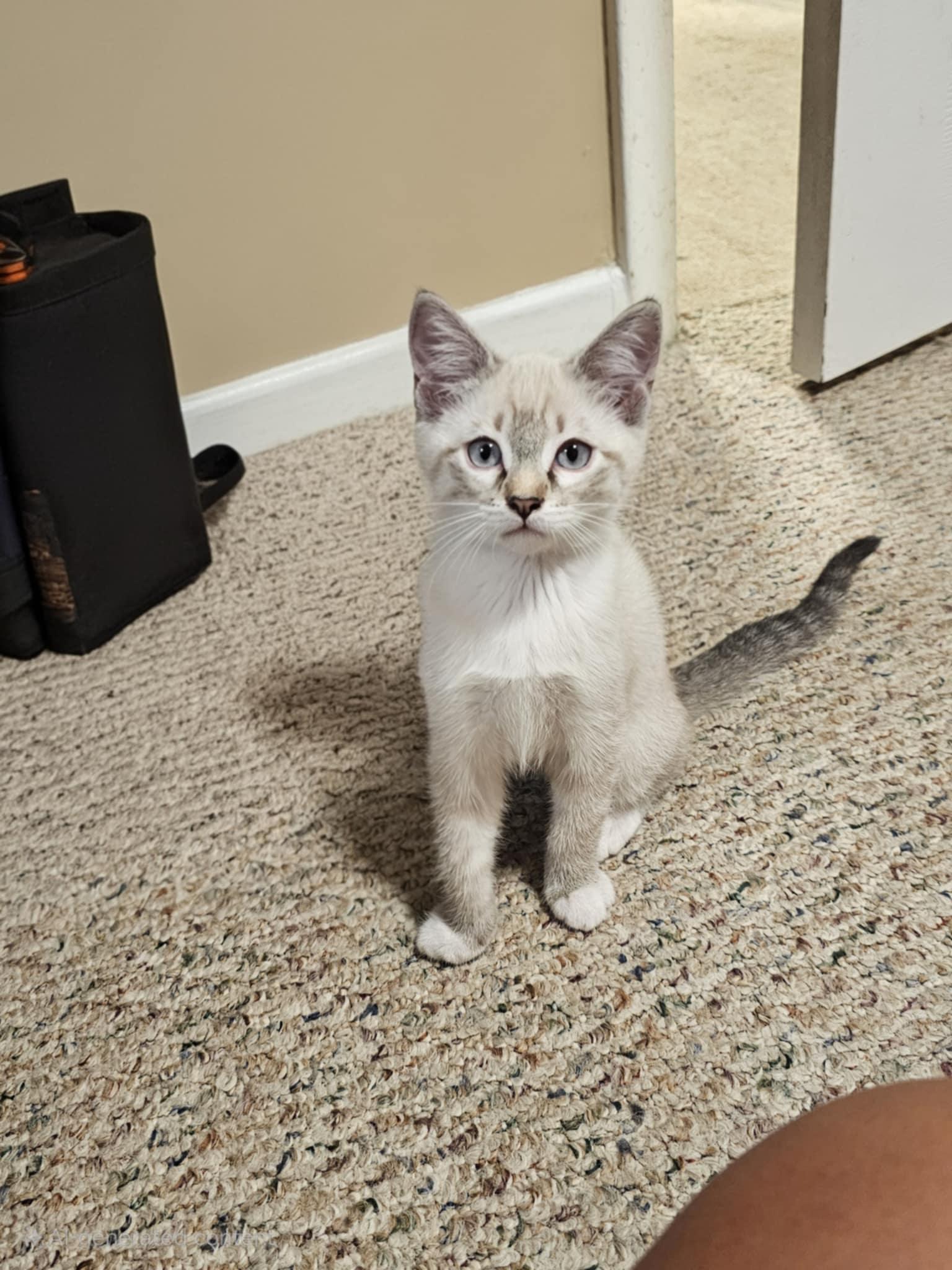 Enlarge Crystal, a Adopted Siamese in Brigham City, UT image 2/2