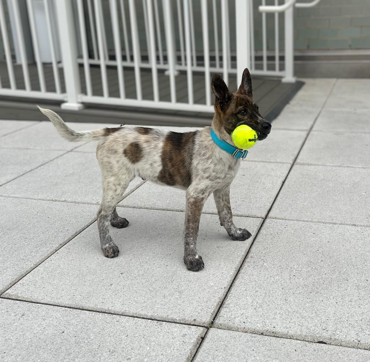 Scout — thumbnail 2