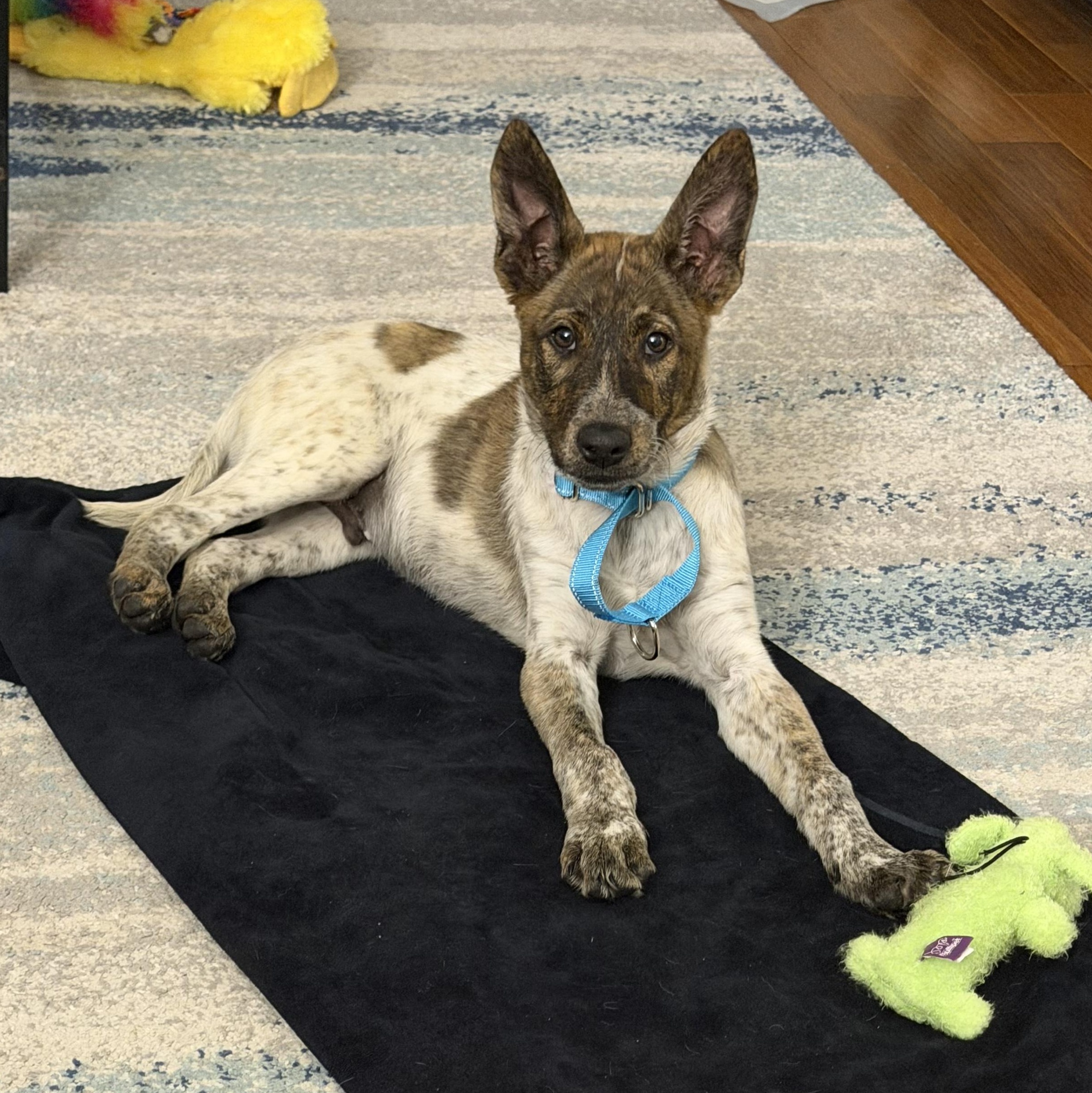 Scout — thumbnail 4