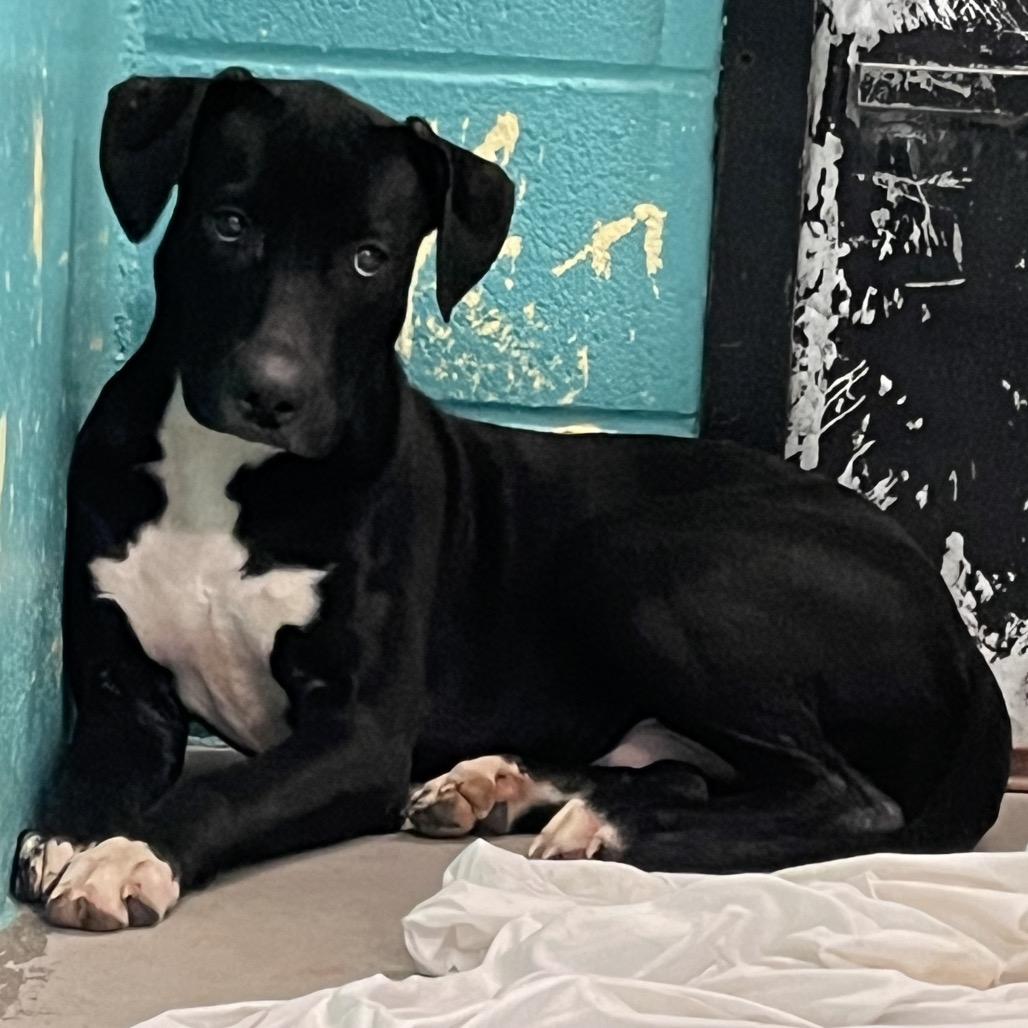 TRAP DOG 04/22/2026, Adoptable, Young Male Pit Bull Terrier.