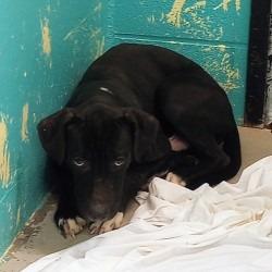 Enlarge TRAP DOG 04/22/2026, a Adoptable mixed breed in Bullhead City, AZ image 2/2