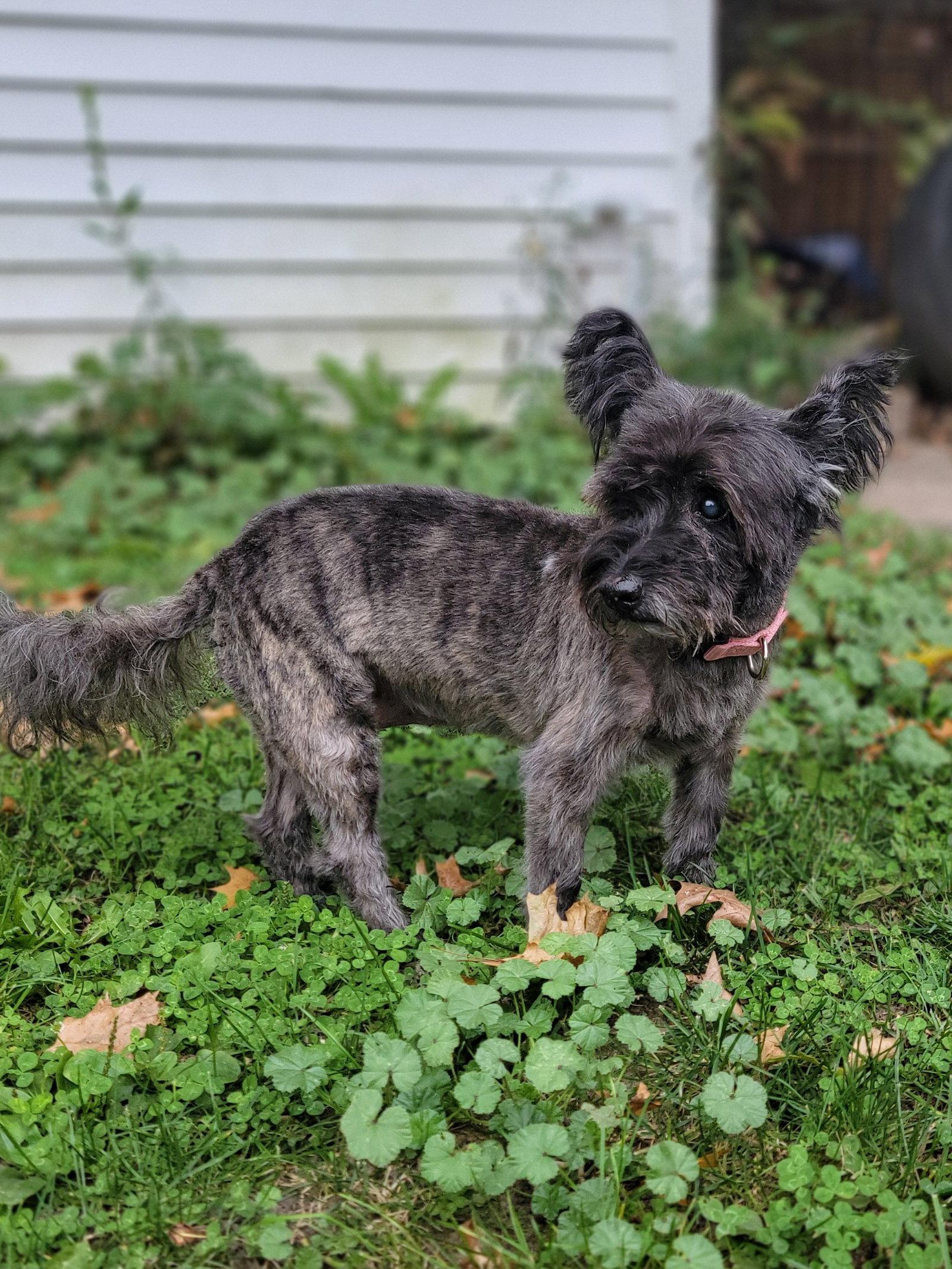 Gracie Lou, Adoptable, Senior Female Cairn Terrier.