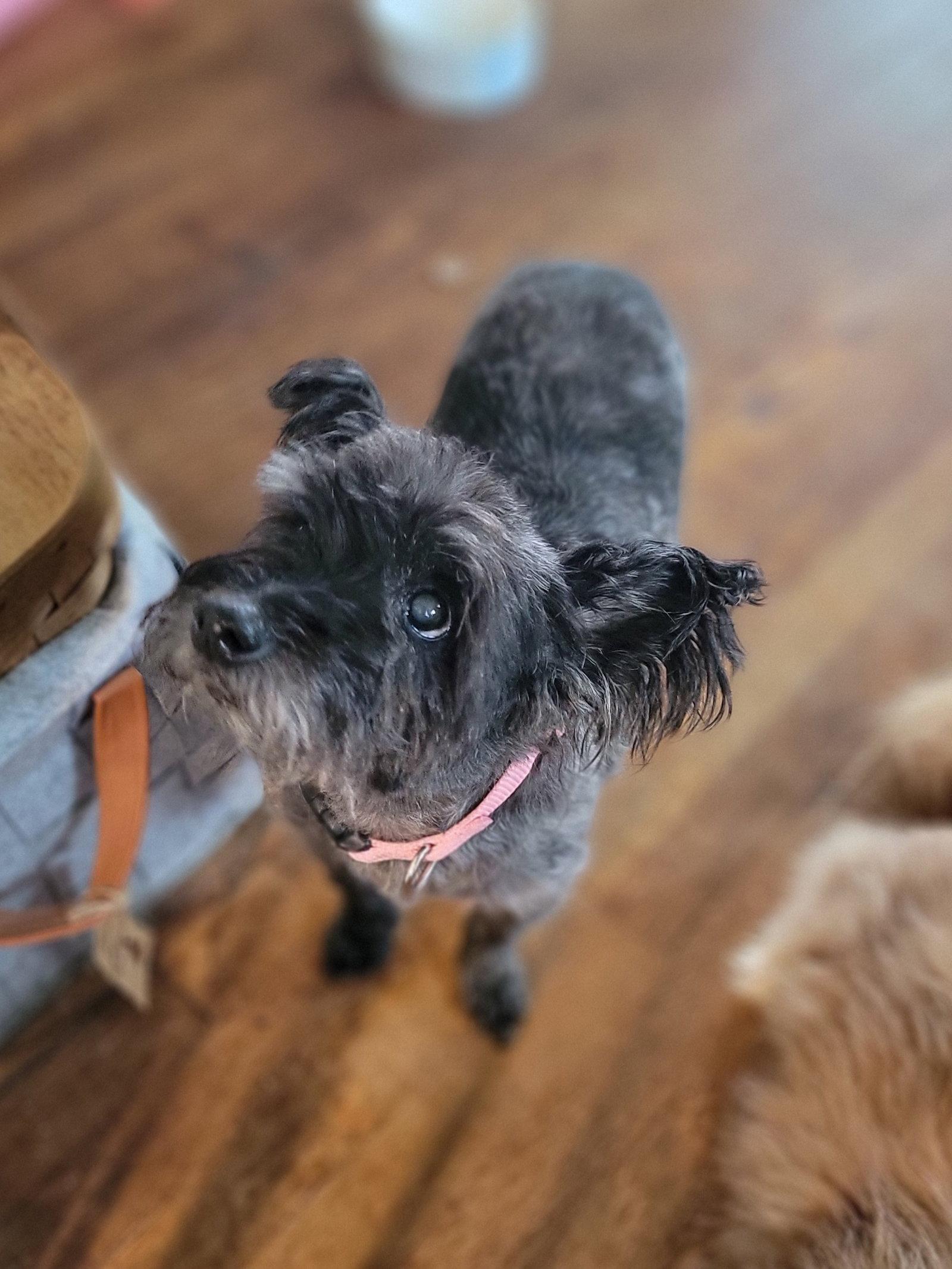 Gracie Lou, Adoptable, Senior Female Cairn Terrier.