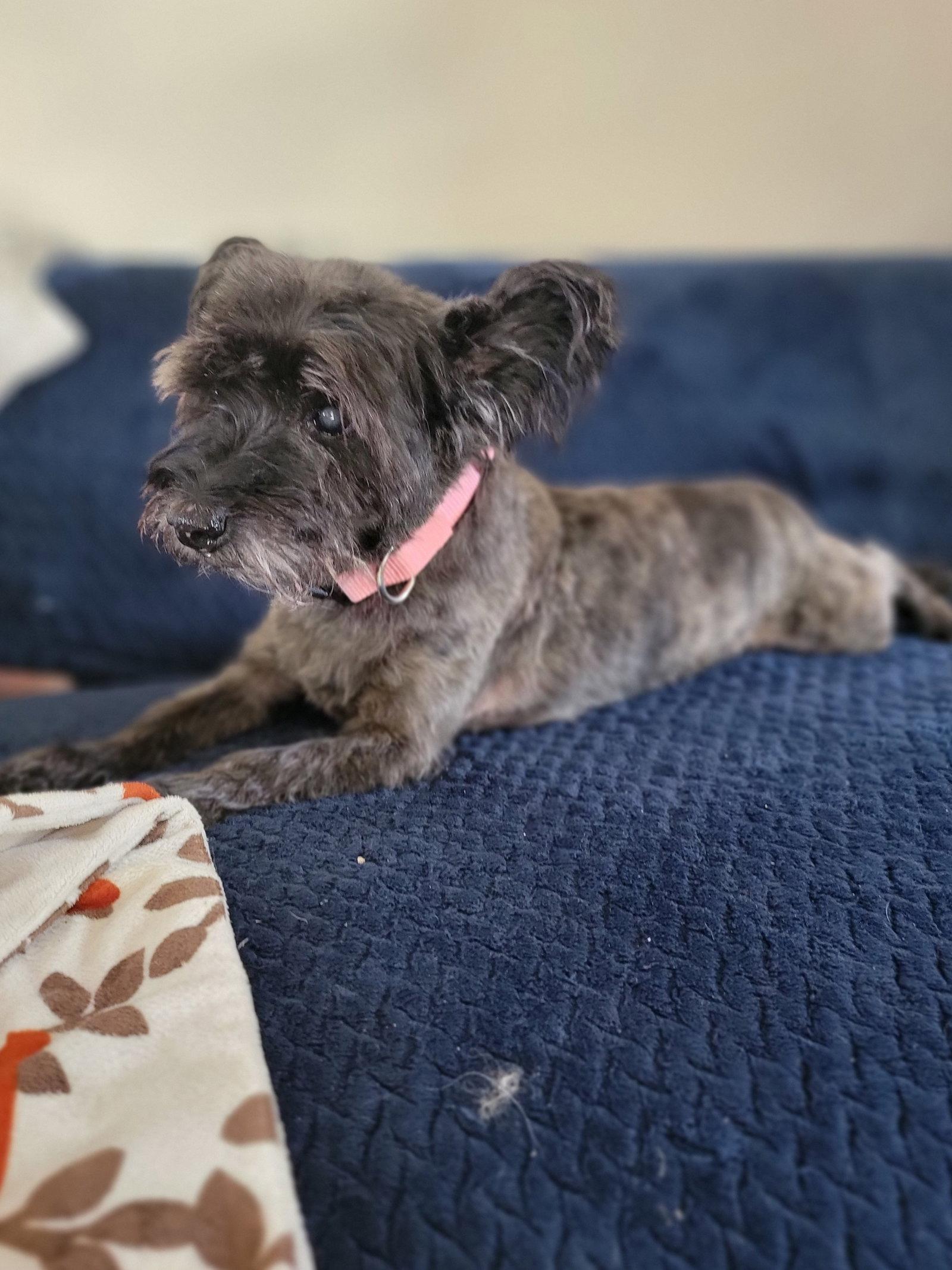 Enlarge Gracie Lou, a Adoptable Cairn Terrier in Cuyahoga Falls, OH image 3/3