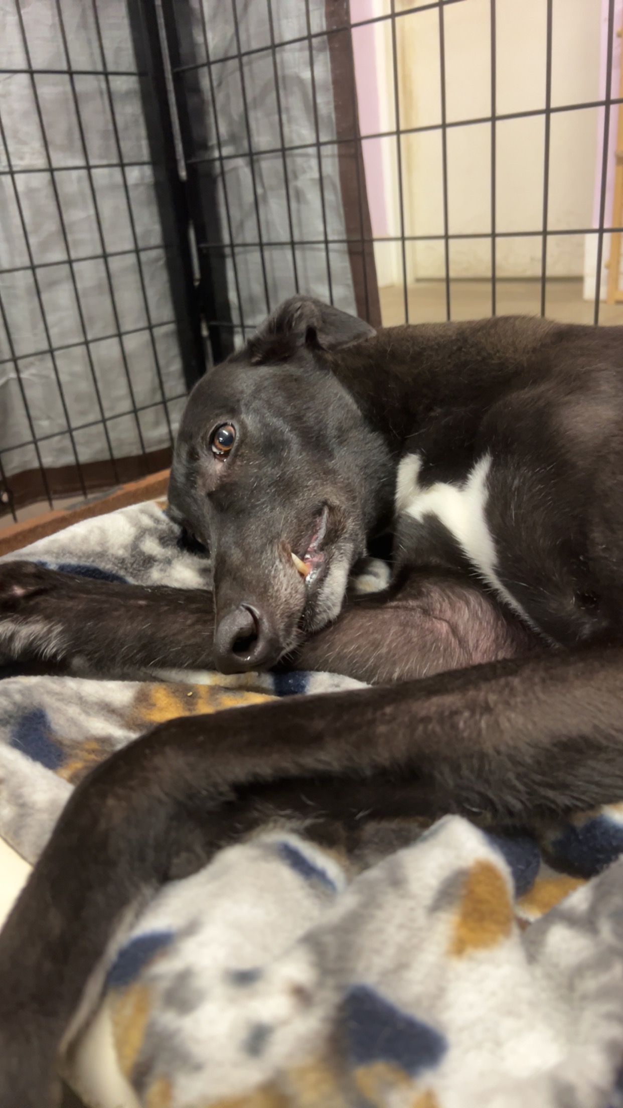 Moses, a Adoptable Greyhound image 3/3