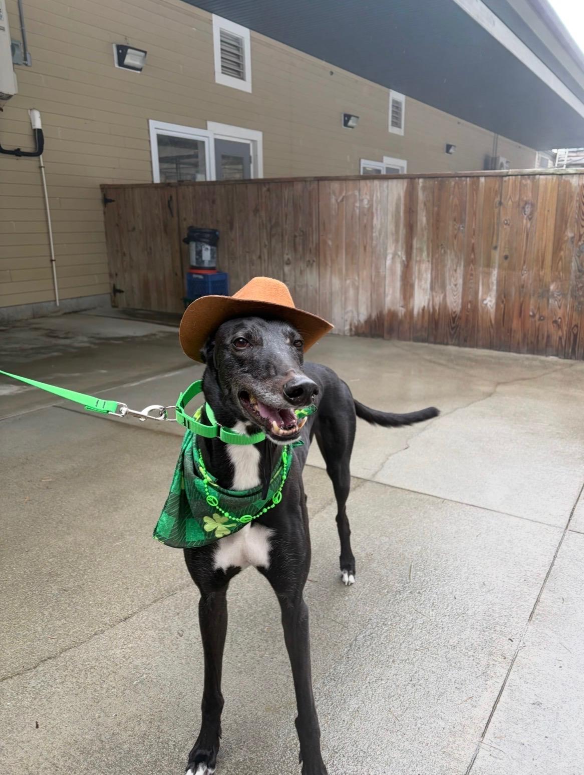 Enlarge Moses, a Adoptable Greyhound in Swanzey, NH image 6/6