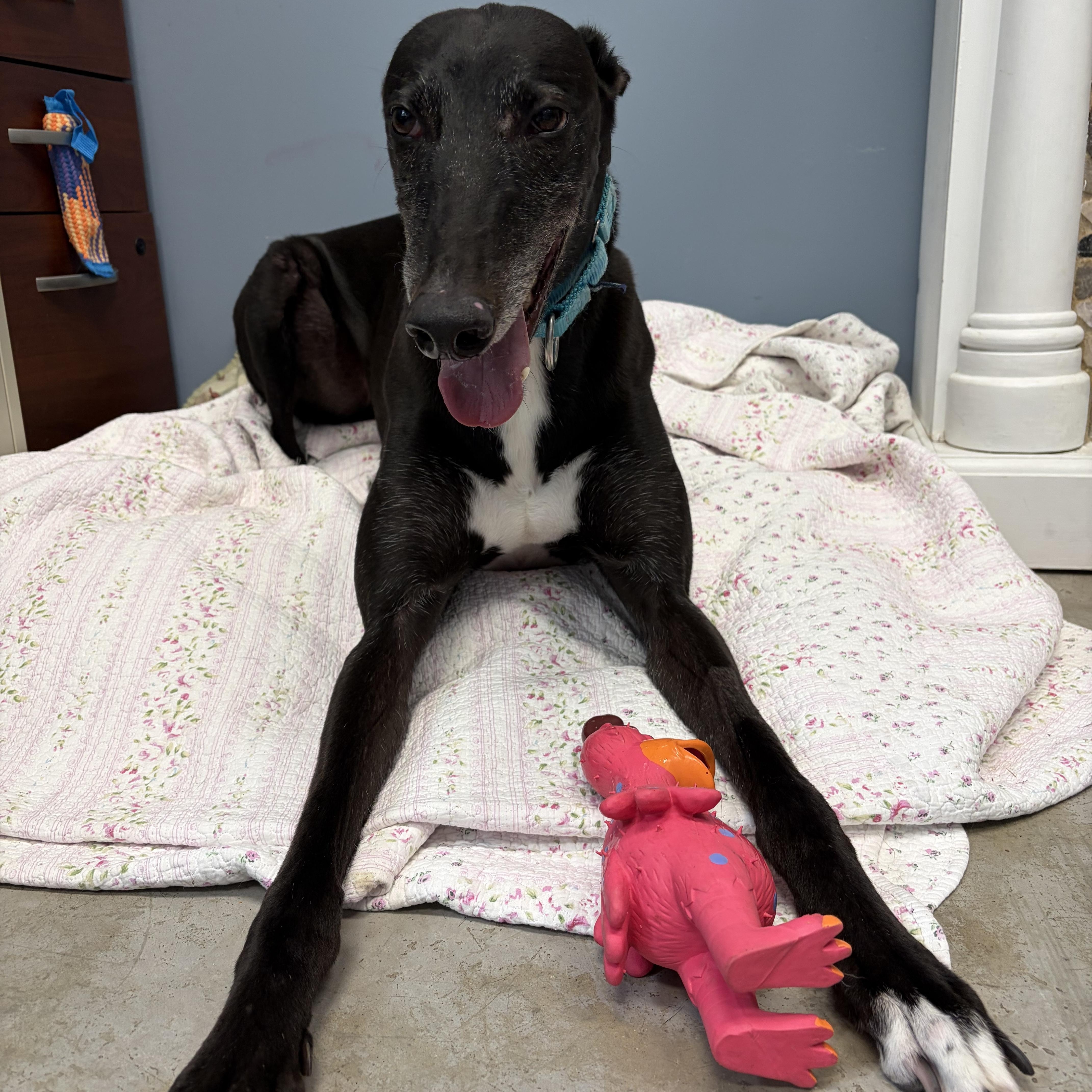 Enlarge Moses, a Adoptable Greyhound in Swanzey, NH image 3/6