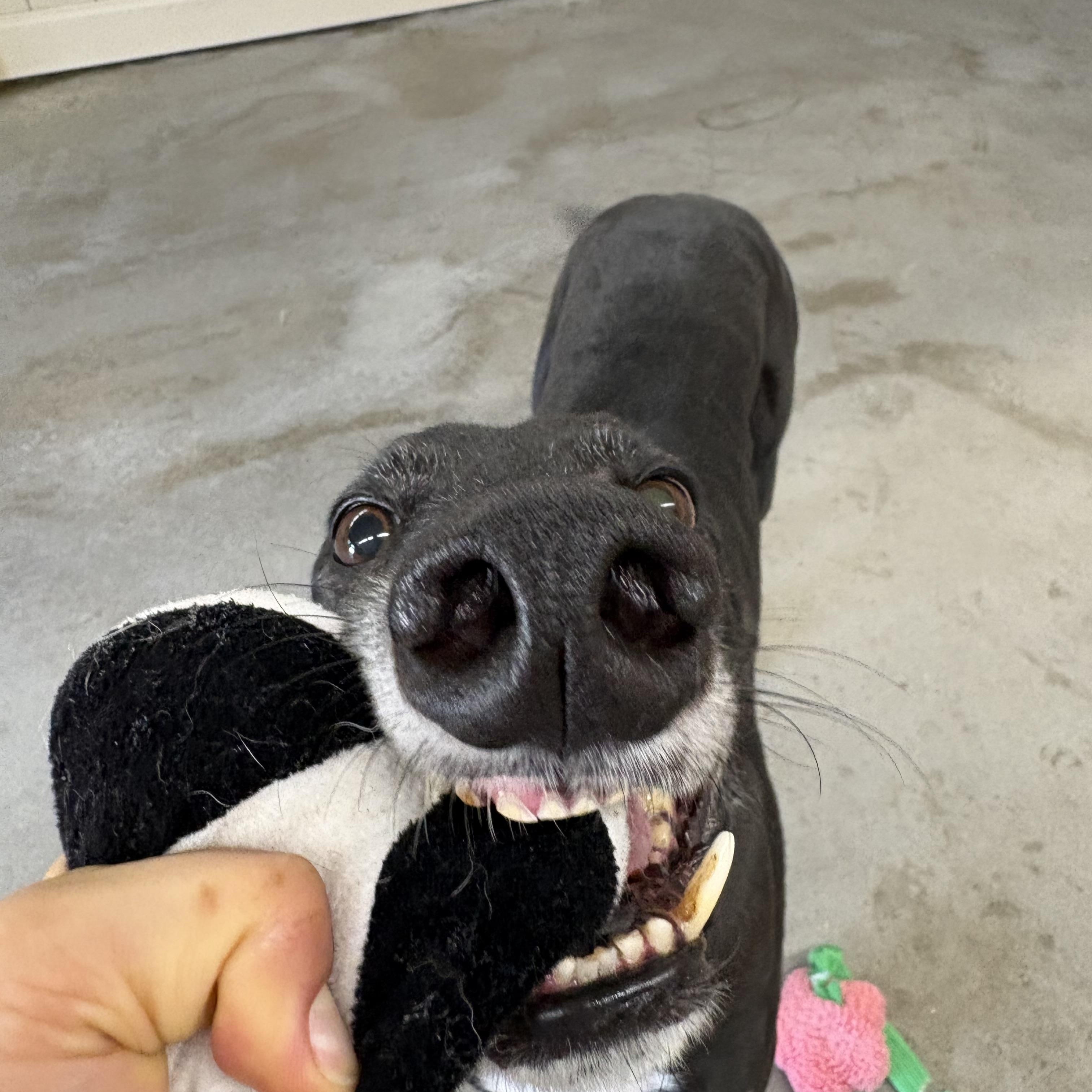 Enlarge Moses, a Adoptable Greyhound in Swanzey, NH image 4/6
