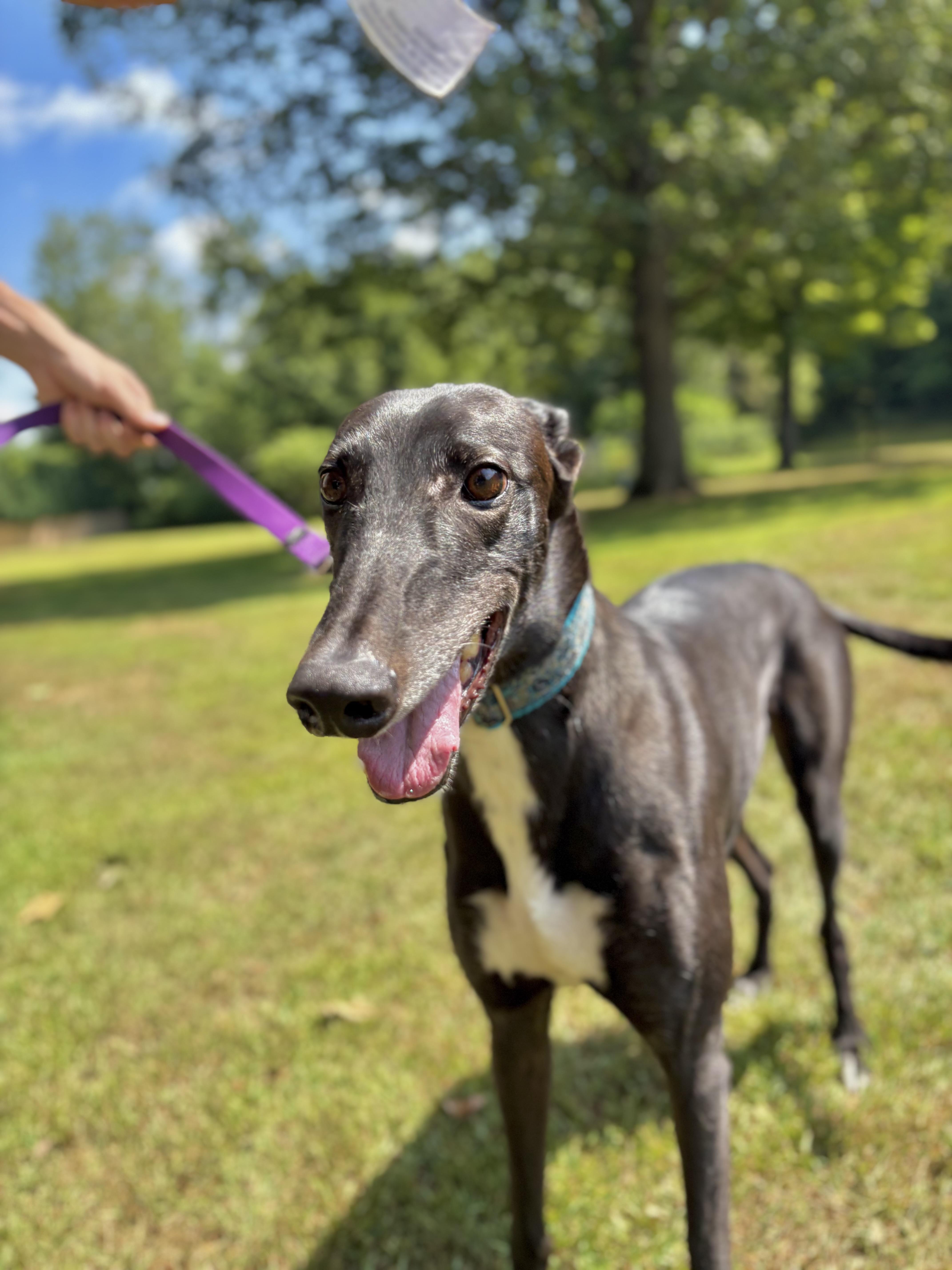 Moses, a Adoptable Greyhound image 1/3