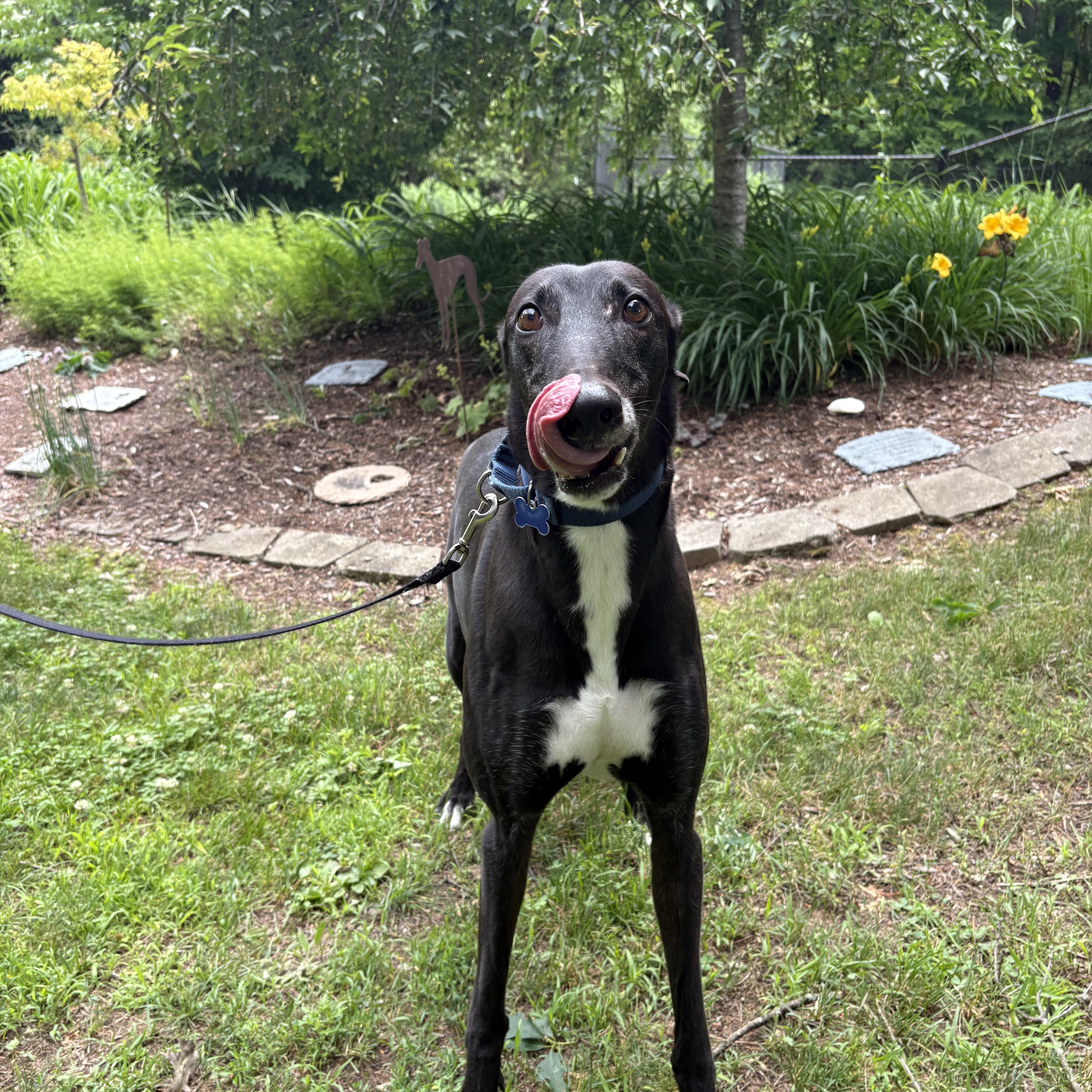 Enlarge Moses, a Adoptable Greyhound in Swanzey, NH image 1/6