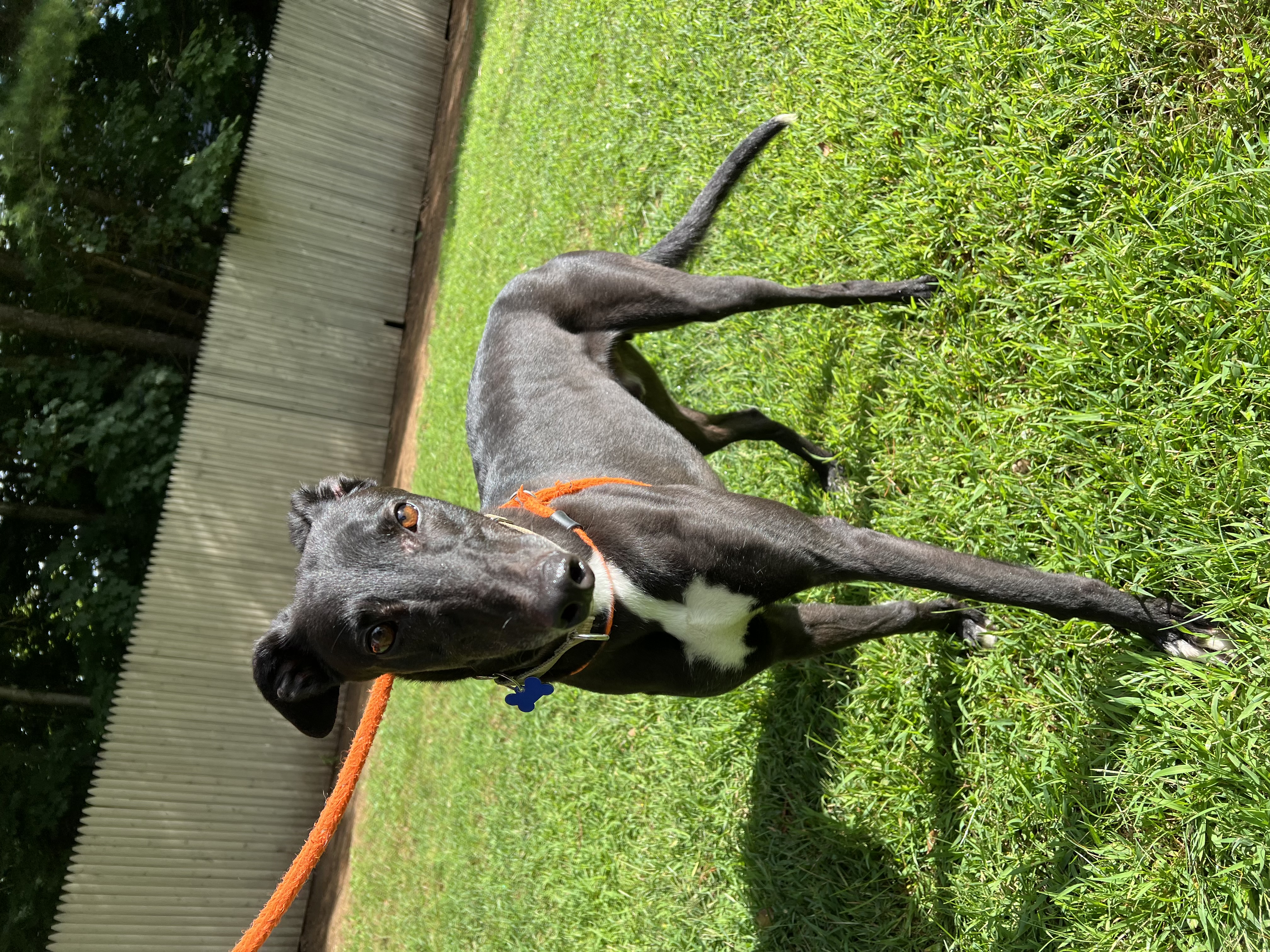 Moses, Adoptable, Adult Male Greyhound.