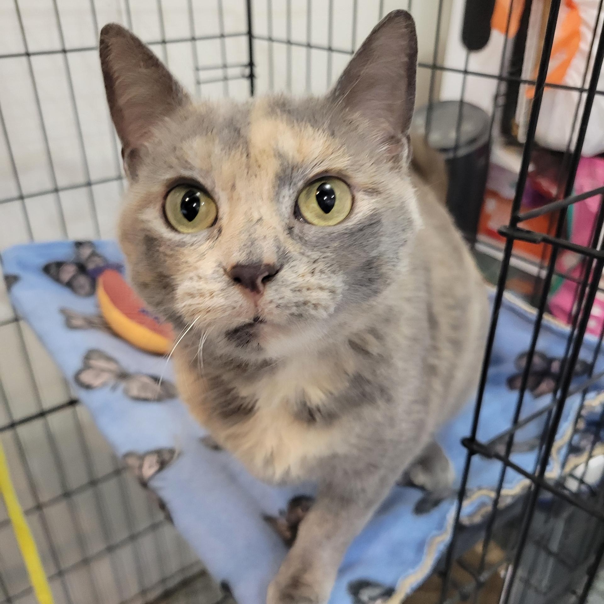 Poinsettia , ADOPTABLE, Adult Female Tortoiseshell.