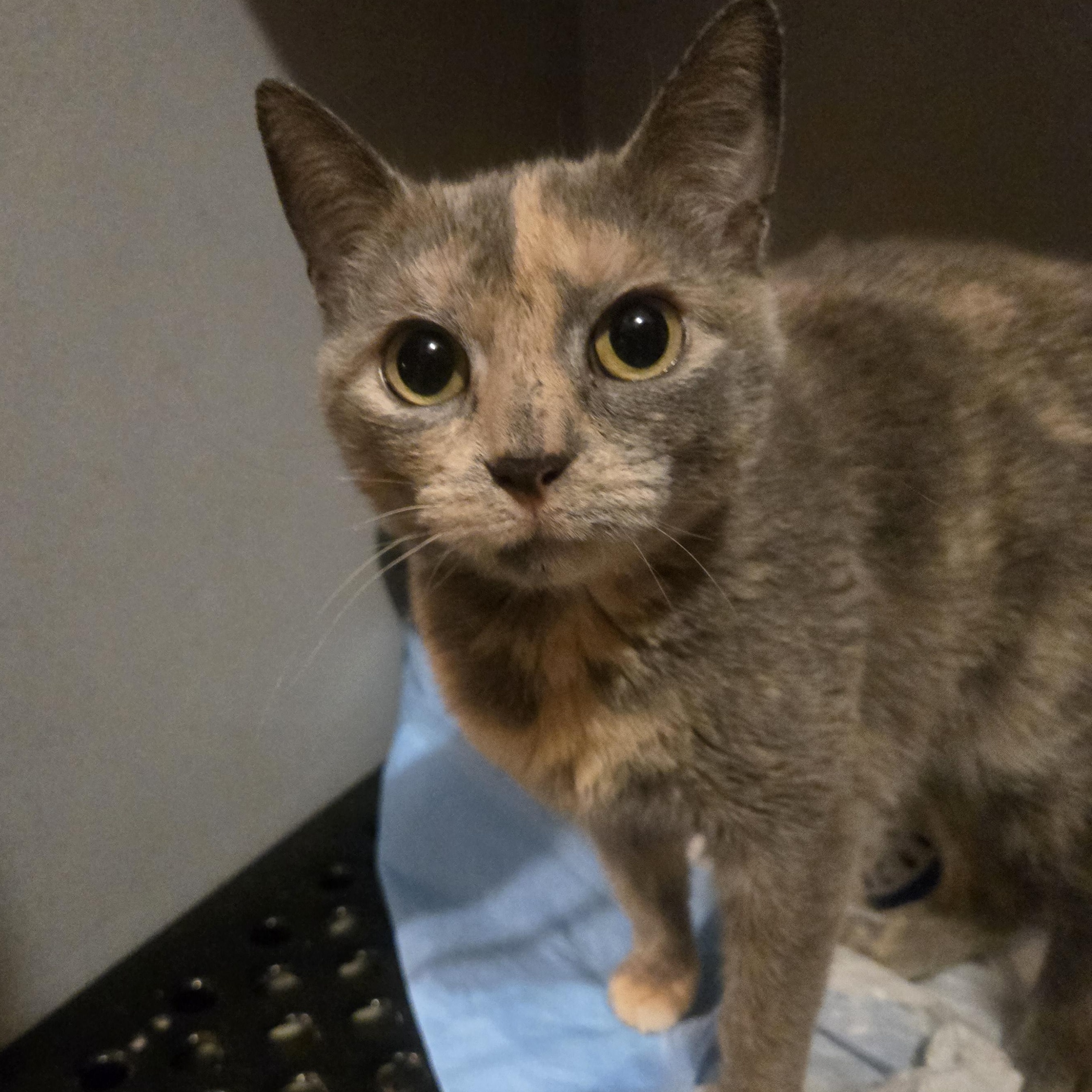 Enlarge Poinsettia , an adopted Tortoiseshell in Reeseville, WI image 2/3