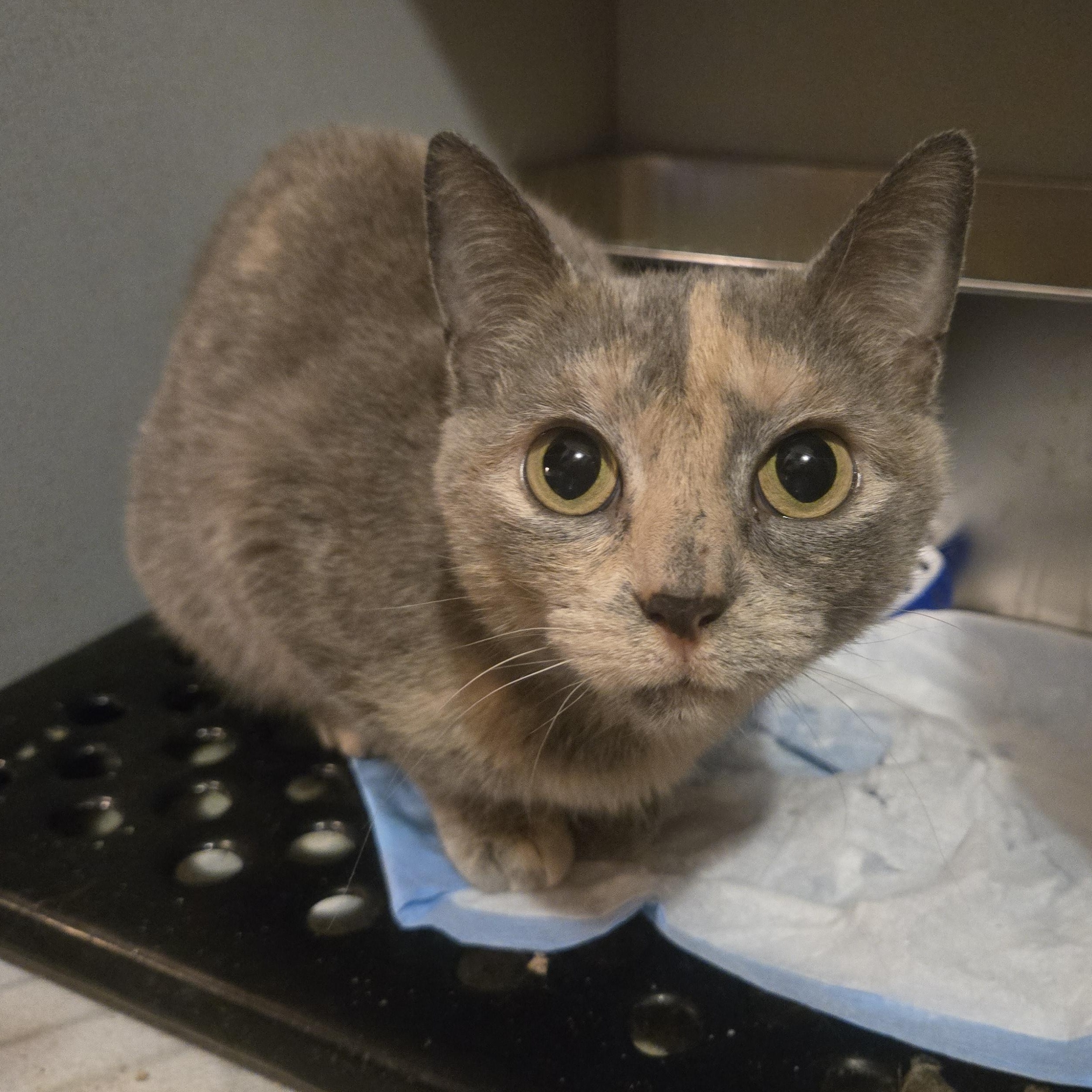 Enlarge Poinsettia , an adopted Tortoiseshell in Reeseville, WI image 3/3