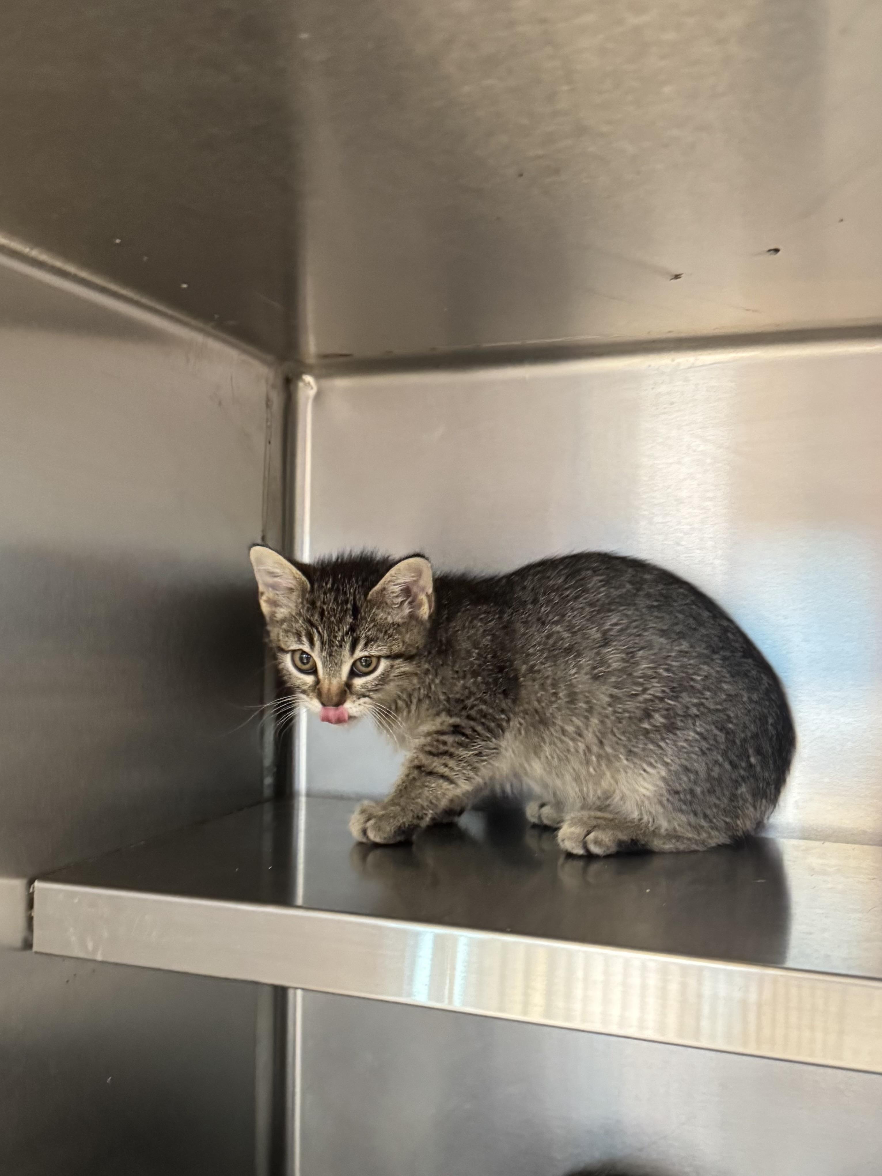 Enlarge Cucumber, a ADOPTABLE Domestic Short Hair in Liberty, MO image 1/1