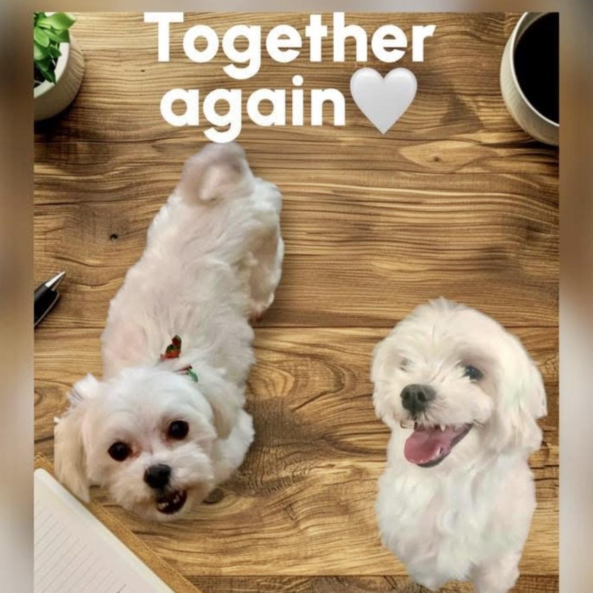 Cora & Charlie, ADOPTABLE, Adult Female Maltese.