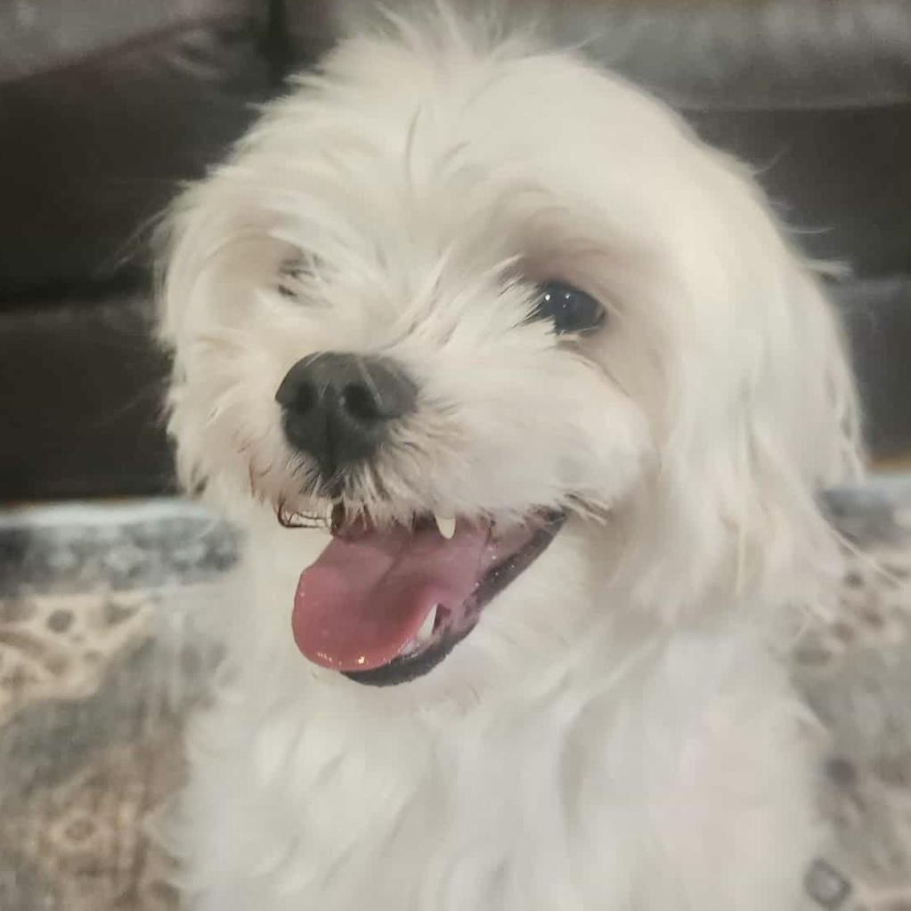 Enlarge Cora & Charlie, a ADOPTABLE Maltese in Mount Prospect, IL image 2/6