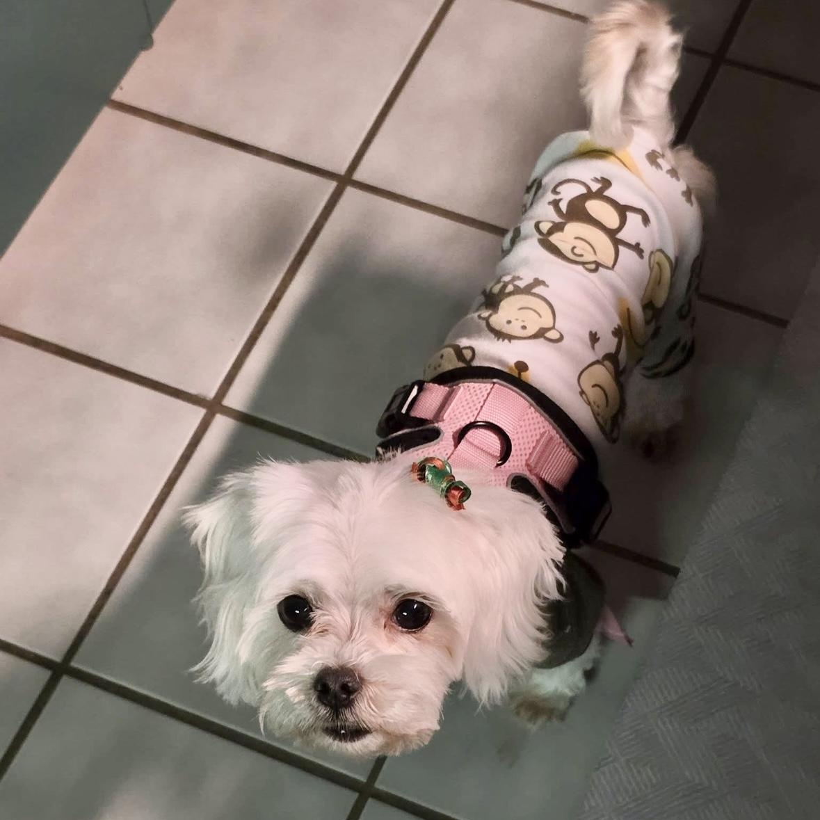 Enlarge Cora & Charlie, a ADOPTABLE Maltese in Mount Prospect, IL image 3/6