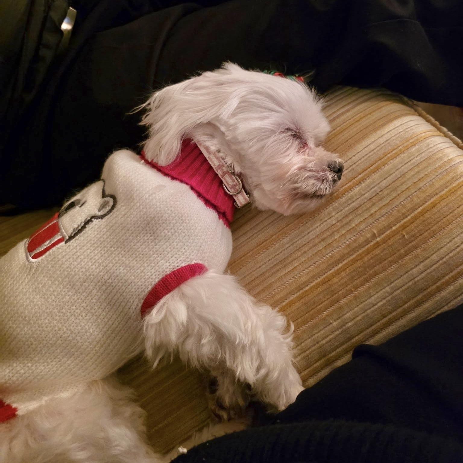 Enlarge Cora & Charlie, a ADOPTABLE Maltese in Mount Prospect, IL image 5/6