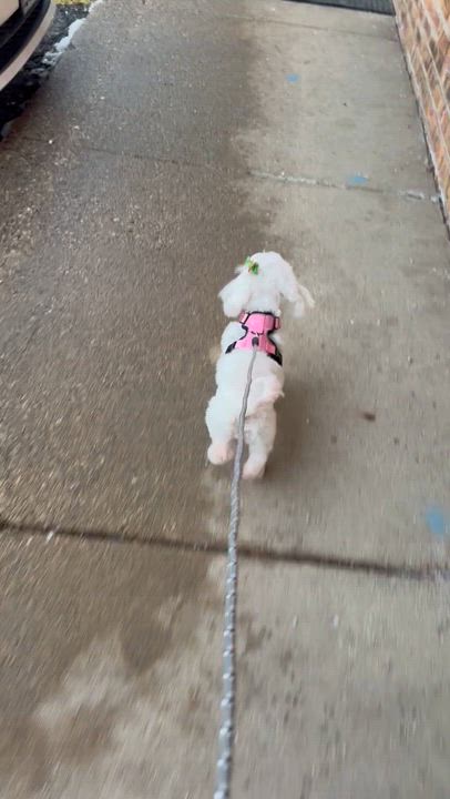 Enlarge Cora & Charlie, a ADOPTABLE Maltese in Mount Prospect, IL video 6/6