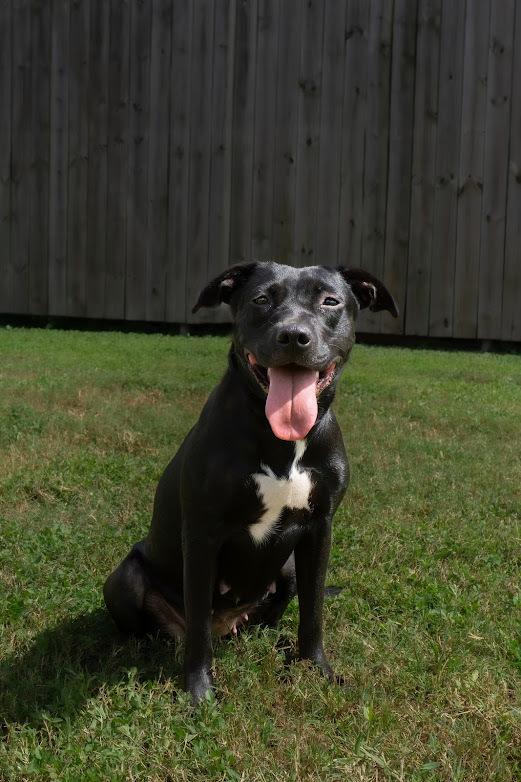 Pumpkin, Adoptable, Young Female Mixed Breed.