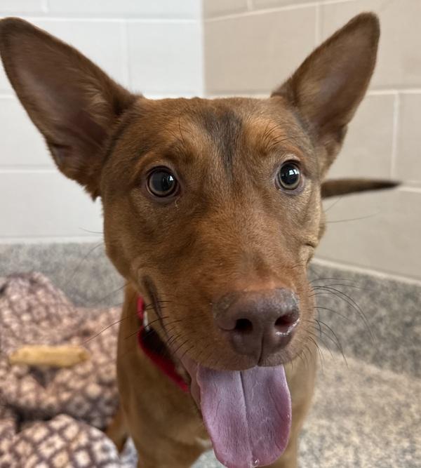 Puppy Dog, Adoptable, Young Male Australian Kelpie & Australian Cattle Dog / Blue Heeler.