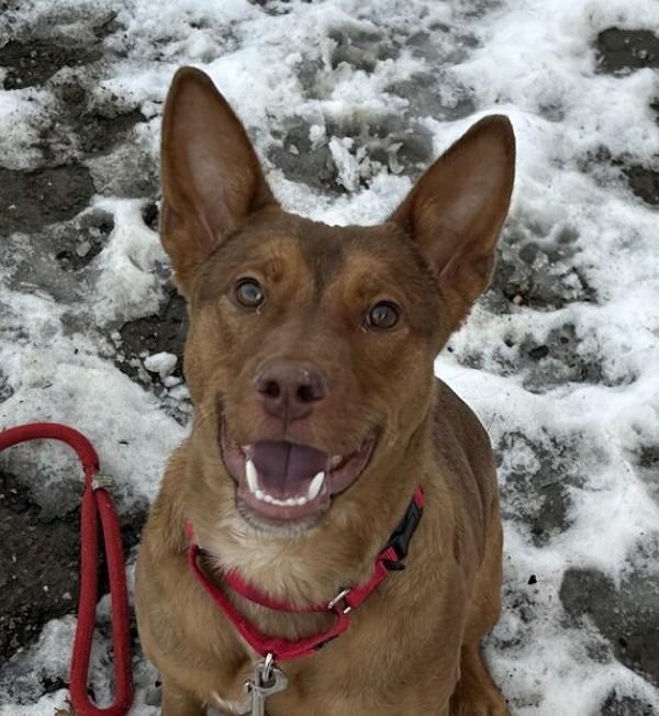 Puppy Dog, a Adoptable mixed breed image 2/4