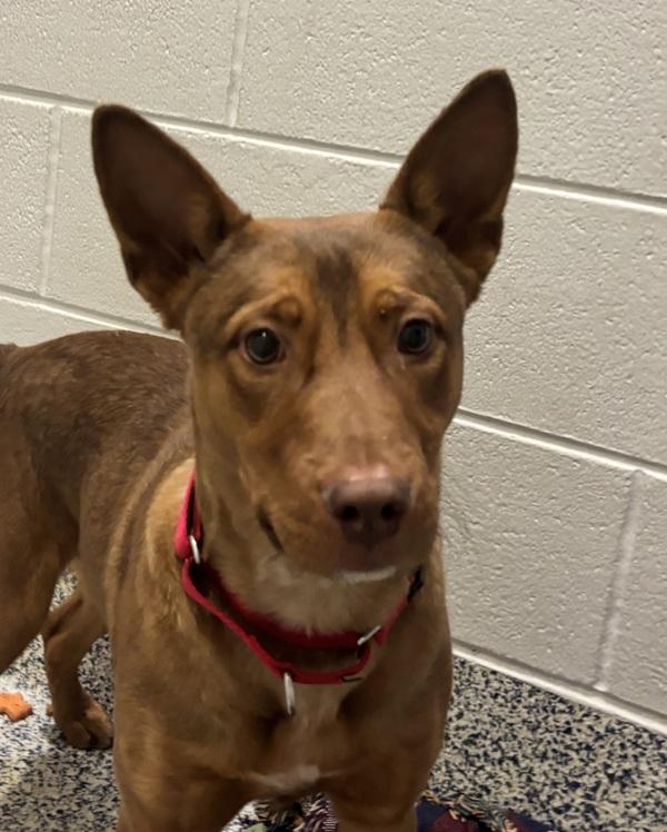 Puppy Dog, a Adoptable mixed breed image 3/4