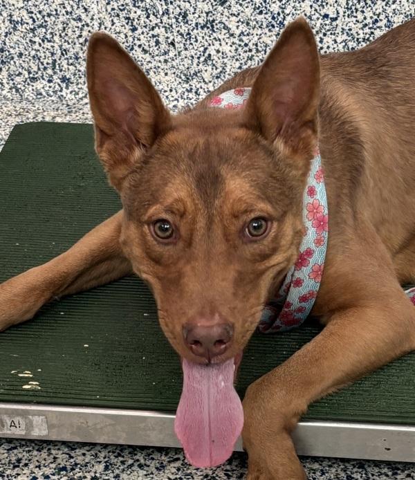 Puppy Dog, a Adoptable mixed breed image 4/4