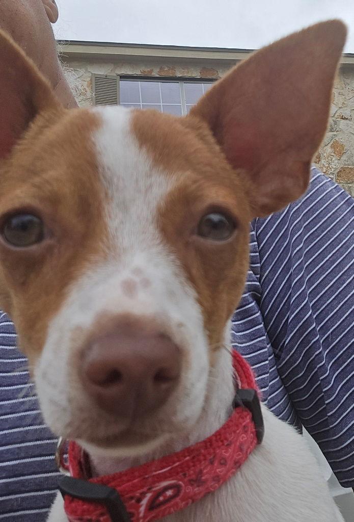 Theo, Adoptable, Puppy Male Chihuahua.