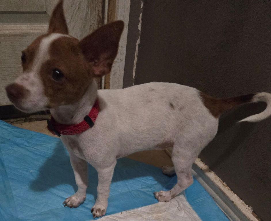 Theo, Adoptable, Puppy Male Chihuahua.