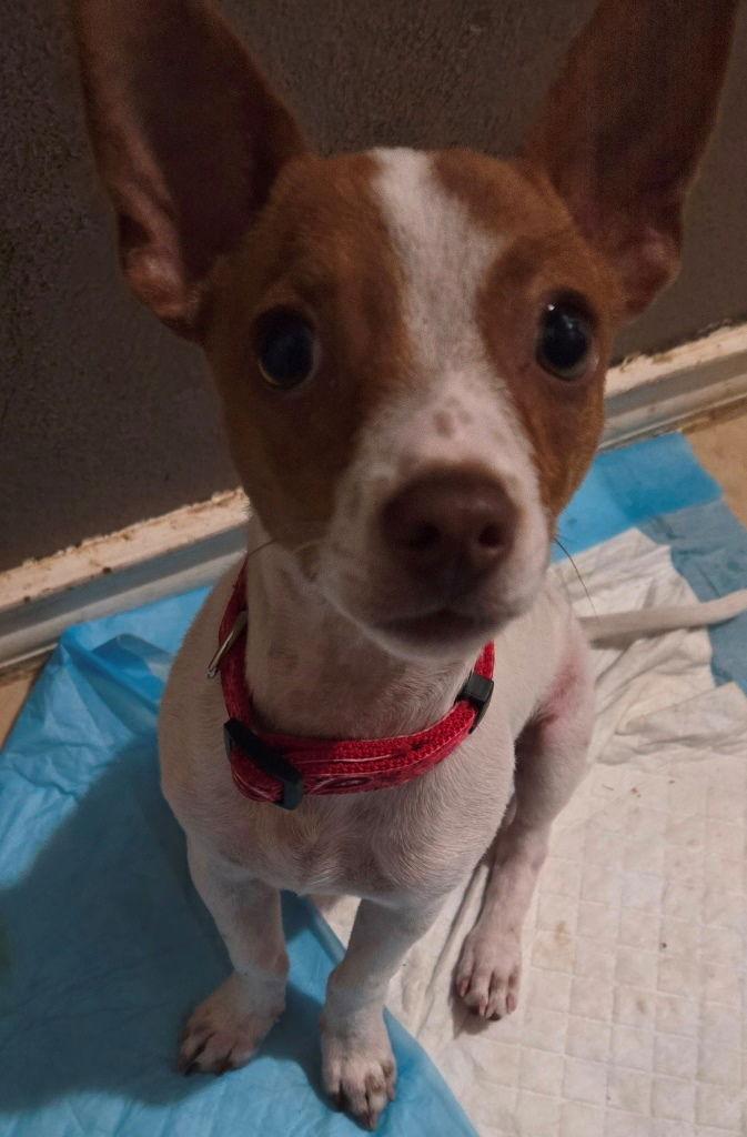 Theo, Adoptable, Puppy Male Chihuahua.